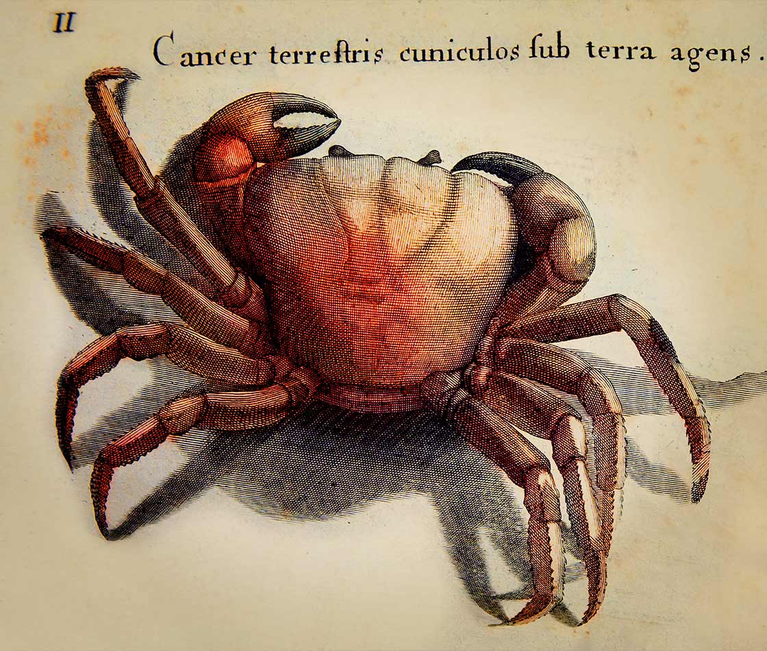 Botanist glazed artwork illustrations inspired by sir hans sloane crab
