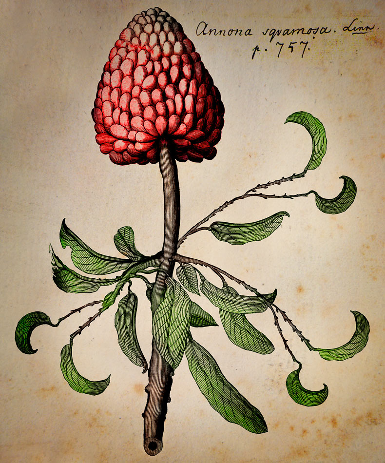 Botanist glazed artwork illustrations inspired by sir hans sloane botanical