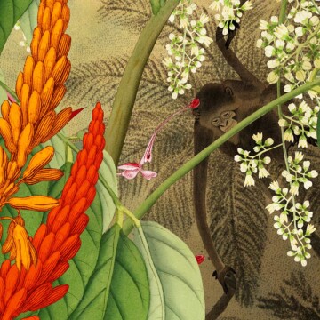 Hot tropics rollover image with zoomed in detail of a monkey amongst the exotic botanicals