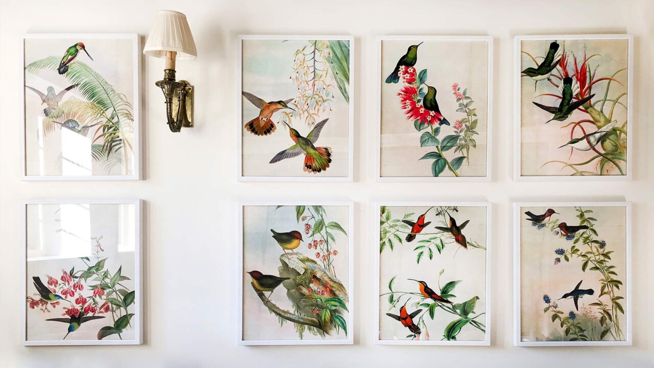 adam ellis studio london residential wallpaper artwork framed prints brookland hummingbird