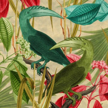 Jungle Hornbills image