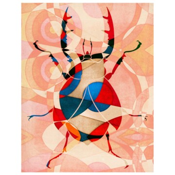 Stag Beetle image