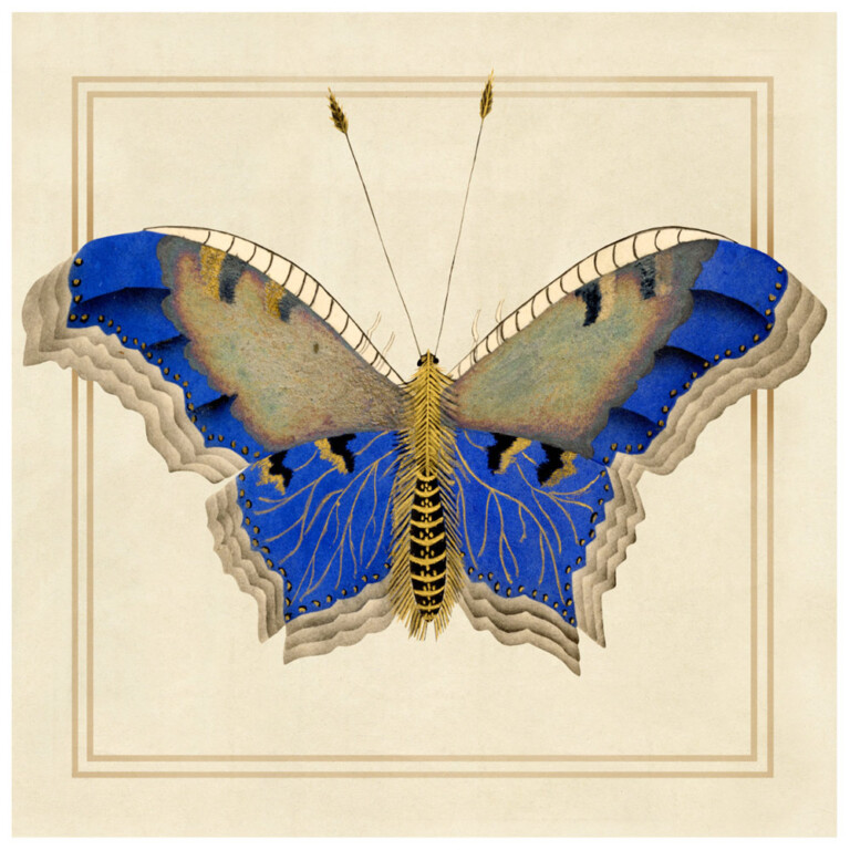 Blue Butterfly with border on antique paper
