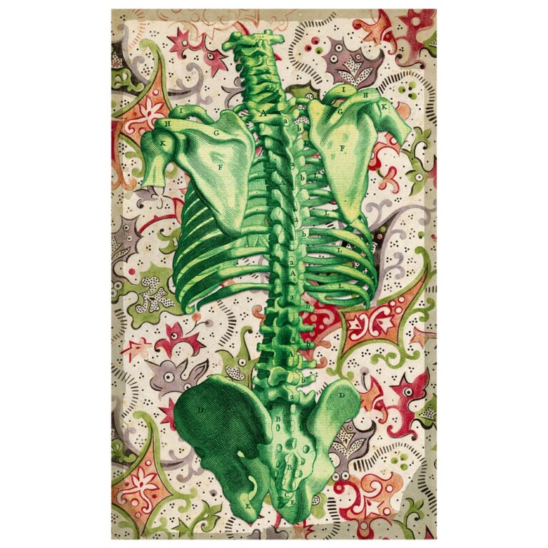 Anatomical skeleton torso in emerald set against a floral pattern background