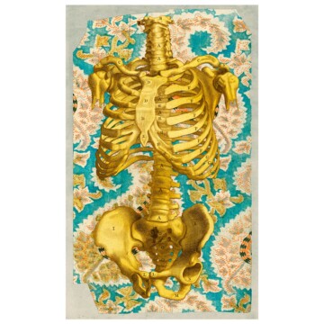 Anatomical skeleton torso in ochre set against a floral pattern background