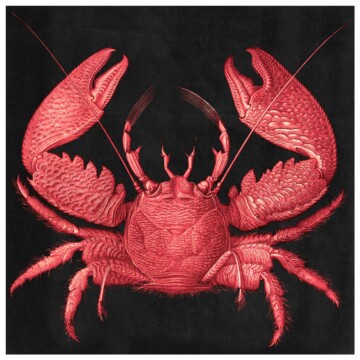 Soft red crab against a dark inky background