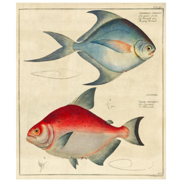 Antique print of Piranha fish in blue and red