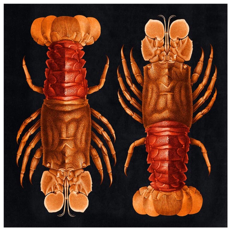 Pair of red and orange lobsters positioned top to tail against a dark inky background