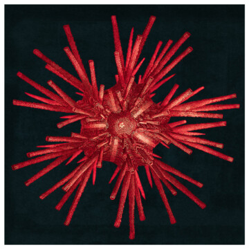 Red urchin with detailed spikes