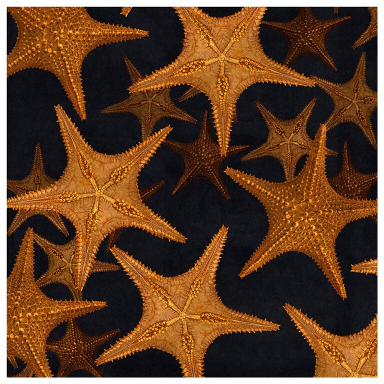 Constellation of aquatic starfish in rich yellow hues set against an inky background