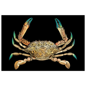 Speckled crab antique illustration on an inky black background