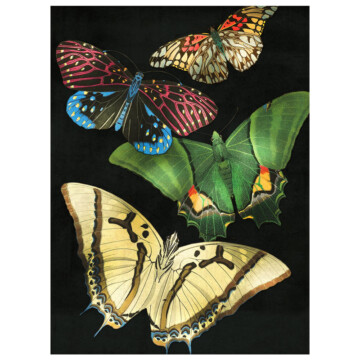 A large white butterfly, green and blue butterfly on a dark textured background