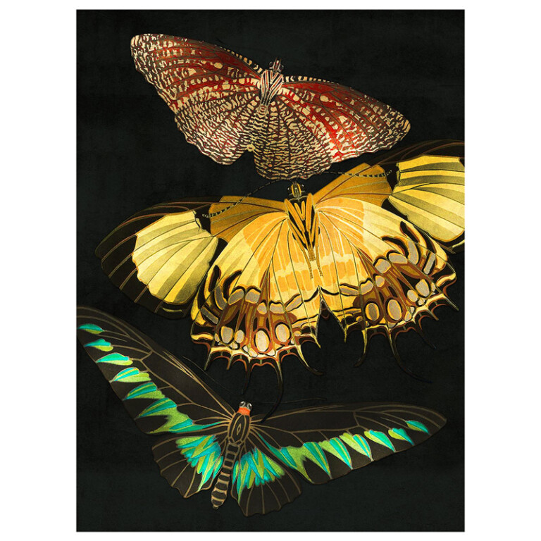 A speckled red and white moth, vivid yellow and a black butterfly with green detailing on a dark textured background