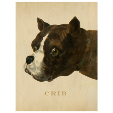 Portrait of a Boxer dog in brown with a white nose. The word Crib is written underneath