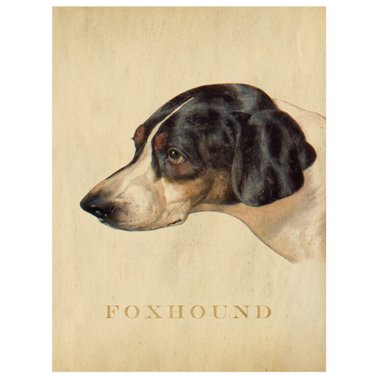 Foxhound dog portrait