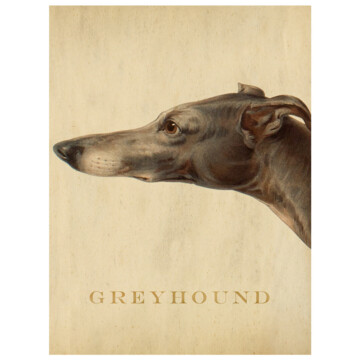 Handpainted Greyhound portrait from our canine series