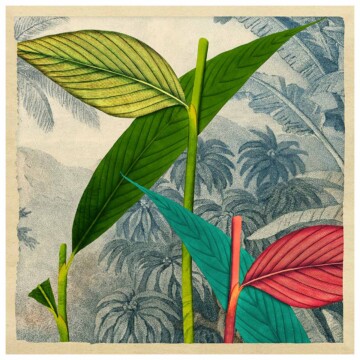 Cardamom leaves in green, teal and pink against a muted blue tropical background