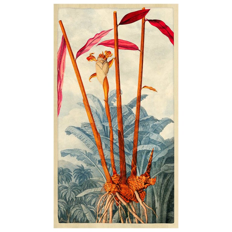 Ginger stem and roots in burnt orange and pinks, the background is a muted blue tropical landscape