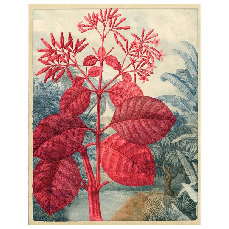 Pink Quinine plant against a muted blue tropical background