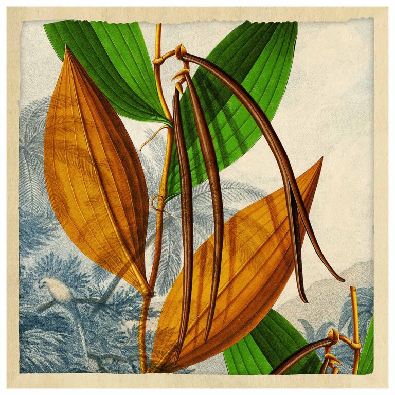 Vanilla pods and golden leaves, the background is a muted blue tropical landscape