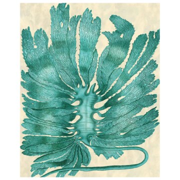 Large globular seaweed in blue against an antique paper