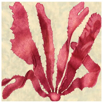 Pink Seaweed print