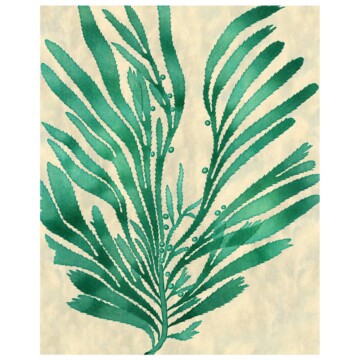 Green seaweed from our seaweed series on antique paper