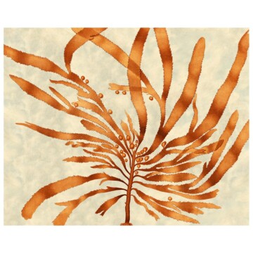 Orange seaweed on a textured paper stock background