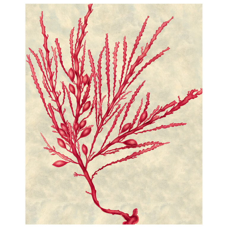 Detailed pink seaweed