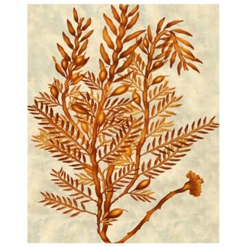 Sargassum Phyllanthum image