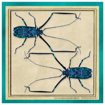 Blue Longhorn Beetles image