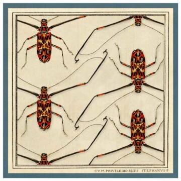 Red Longhorn Beetle image