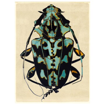 Large blue beetle against a vintage paper background with border
