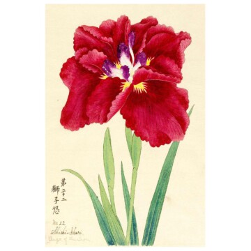 Red iris with yellow features
