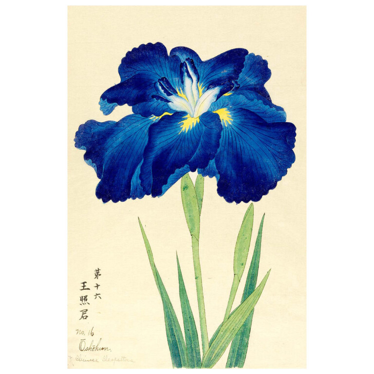 Deep blue Iris flower