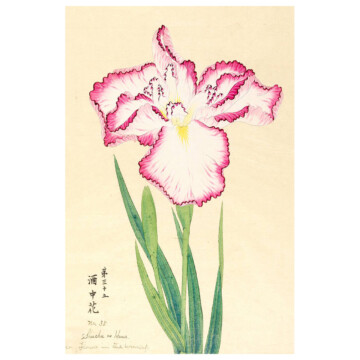 Pink and white Iris