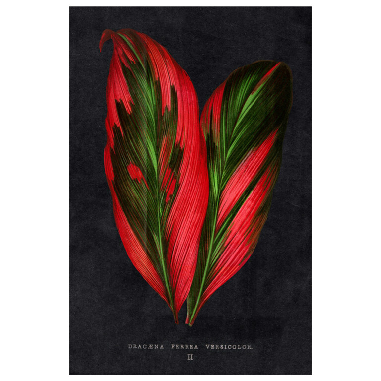 Red and green leaves with subtle stripes overlaid onto a dark textured background