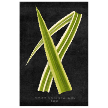 Sharp striped Pandanus leaves with small spikes along the edges overlaid onto a dark textured background