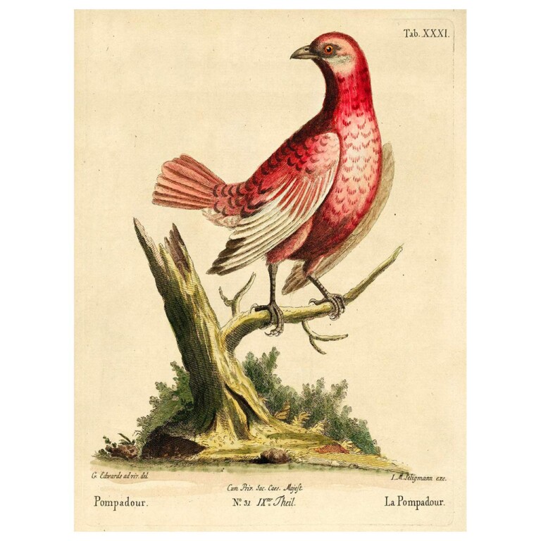 Pompadour bird in pink perched on a branch