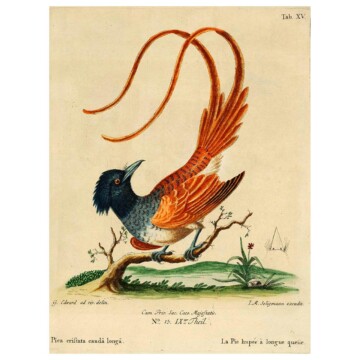 Long tailed Pye bird with long orange tail