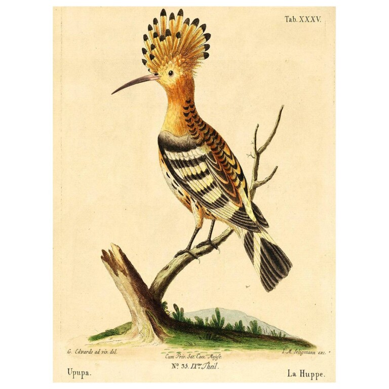 Hoopoe bird perched on a branch