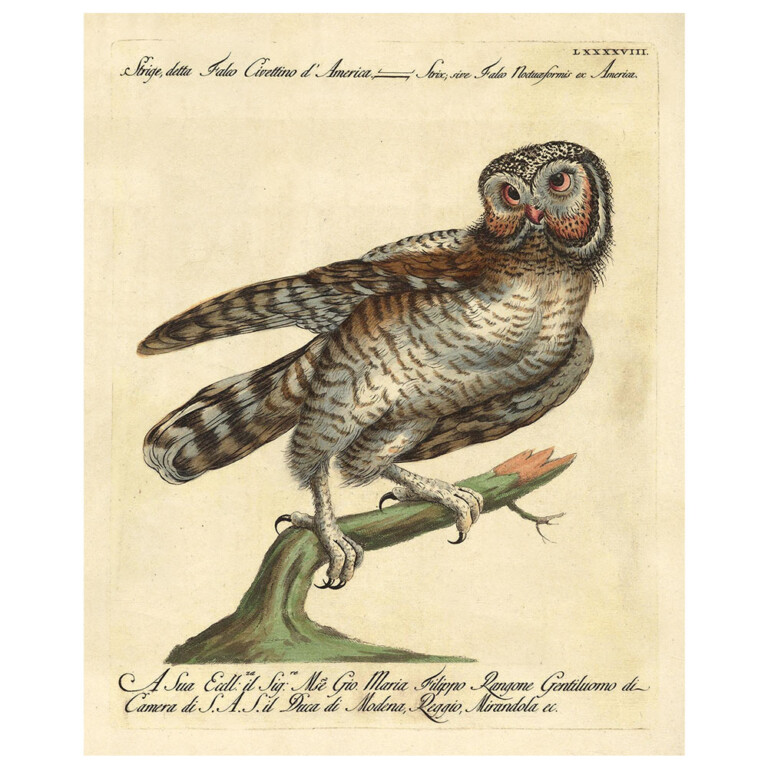 False little owl from our illustrative natural history archive