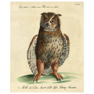 Common owl portrait