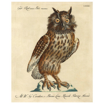 Royal owl portrait