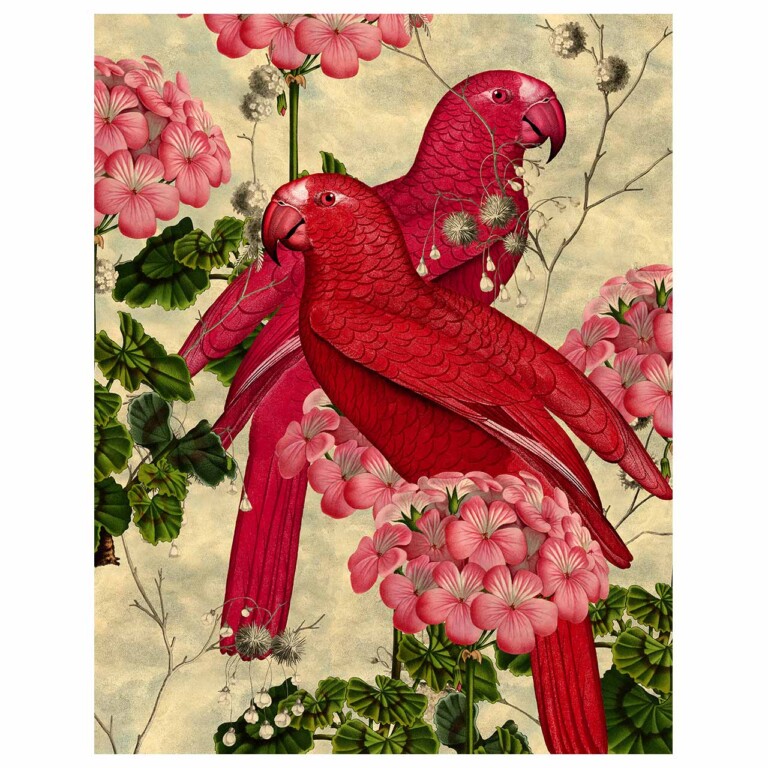 Spix Macaw pair in fuchsia colour variation. Oversized pink geraniums weave between the parrots set against a textured sky