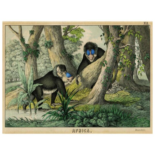 Two Mandrills explore the forest floor in this African primate print.