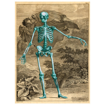 John Senex full length skeleton drawing from anatomical series, seen here in vibrant teal against an antique paper