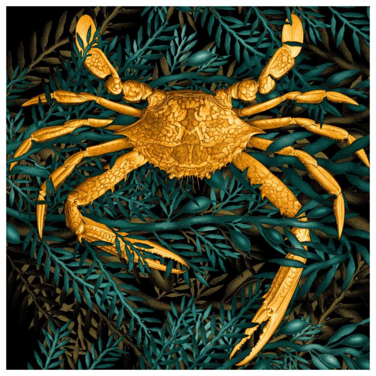 Golden yellow spider crab with claws outstretched. It crawls over dark teal seaweed