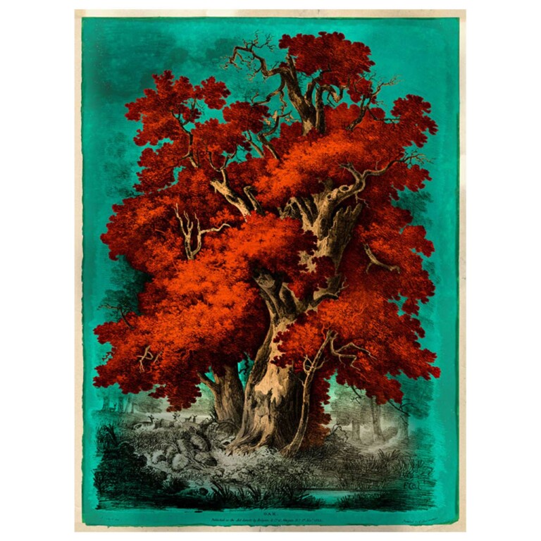 Oak tree coloured burnt orange and vivd red against a teal background.