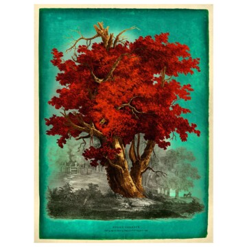 Sweet chestnut tree coloured burnt orange and vivd red against a teal background.